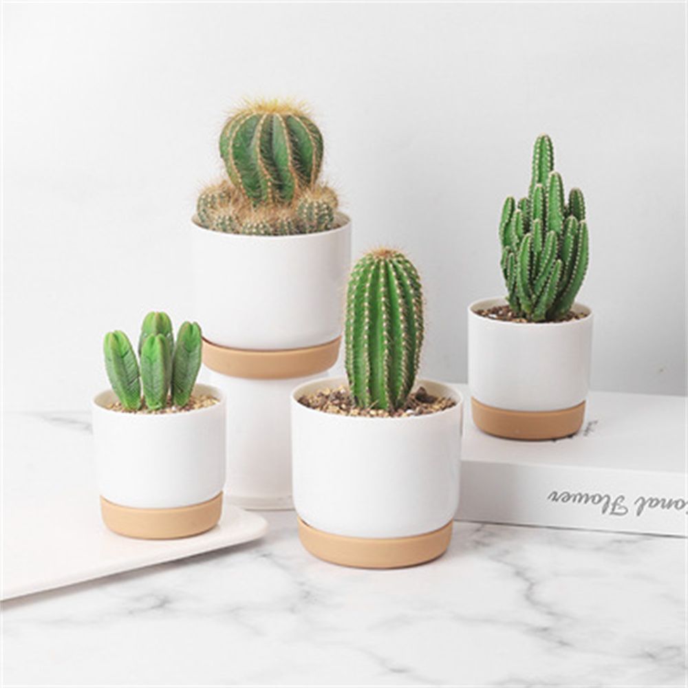 Echeveria Succulent - 둥근 선인장 다육 식물 정원 용품