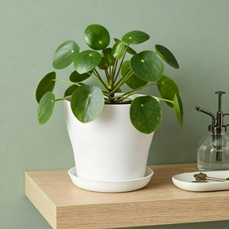 배수구와 어울리는 받침대가 있는 화분 세트, PP 레진 - Echeveria Succulent 리뷰 및 가격