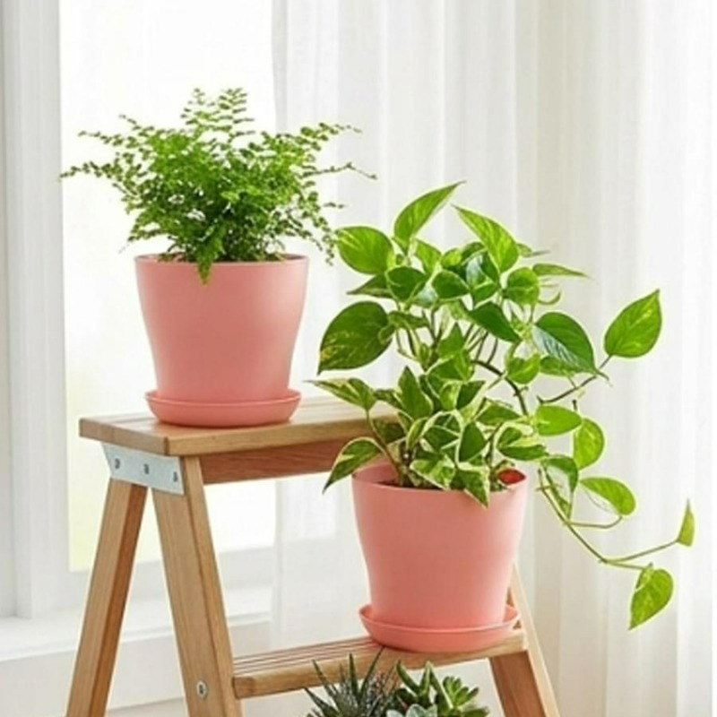 배수구와 어울리는 받침대가 있는 화분 세트, PP 레진 - Echeveria Succulent 리뷰 및 가격